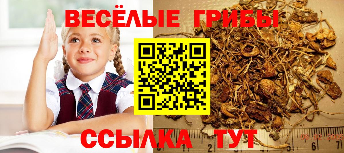 даркнет сайт  Вход с VPN  Псилоцибиновые грибы MAGIC MUSHROOMS  Саров  Галлюциногенные грибы Cubensis 